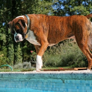 Pool puppy