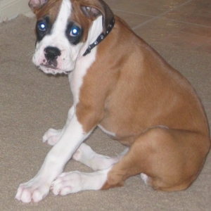 Baby Jagger