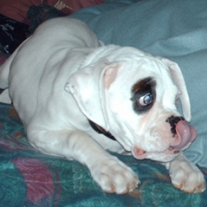 Silly_Sampson