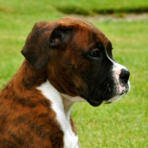 Tigger 8weeks