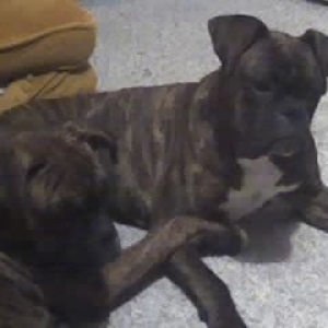 Brindi & Axle