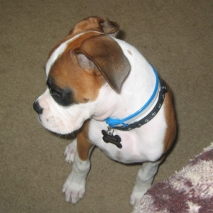 Baby Jagger