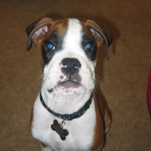 Baby Jagger