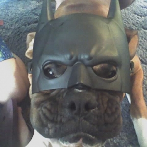 Batdog