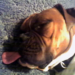 the tongue