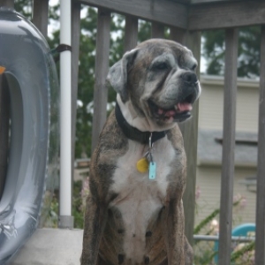 Gertie