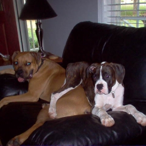 A Boxer Stack