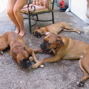 3 dogs