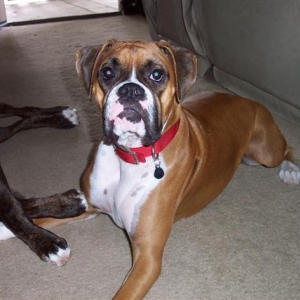 Samantha - 15 Month's Old