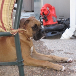 Tyson1