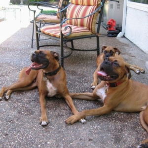 Boxers2