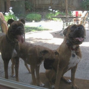 3 dogs01