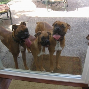 3 dogs02