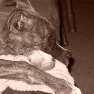 Blk/Wht Bailey