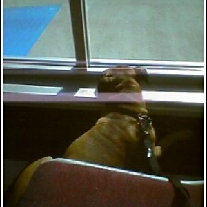 How much is that doggie in the window?