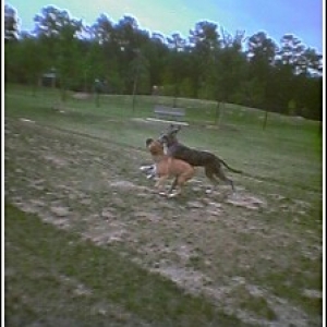 The Great Dane