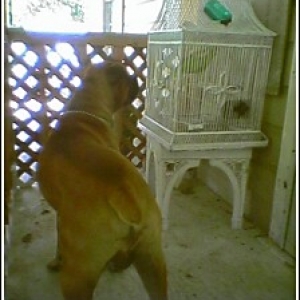 The Parrot
