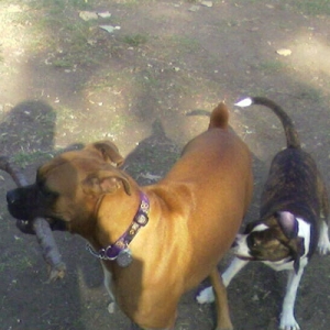 Friends at the dog park
