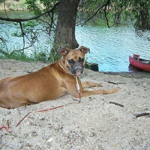 Dirty dog