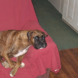 Lazy Brutus