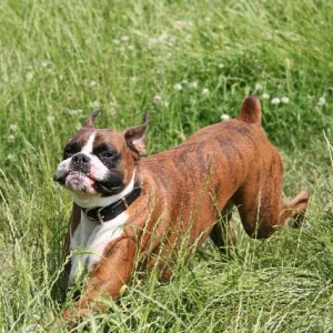 Henri