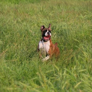 lost in grass
