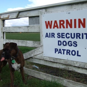 Pfft.. what security dogs.