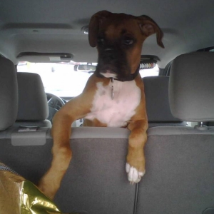 Dexter loving the car ride