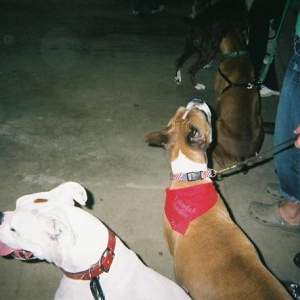 Charlie Paper & his new buddy Zach at the Boxer Bash