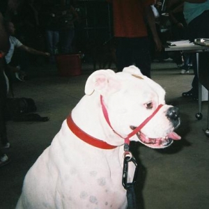 At the Boxer Bash