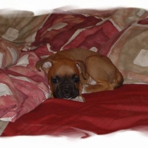 Lewis 8 wks.