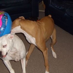 Ball Fun