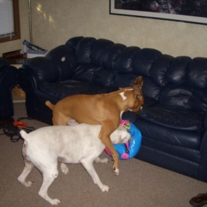 And more ball fun...