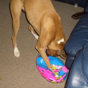 No more ball fun...