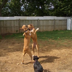 The stand off