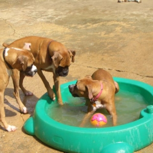 Ball Envy