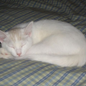 Tag the Kitten