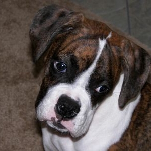 Chloe 19 Weeks