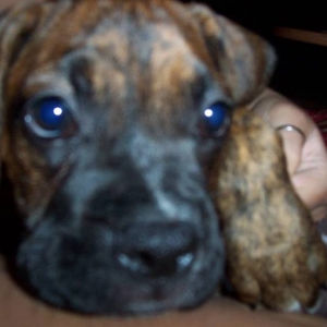 Pup Coco