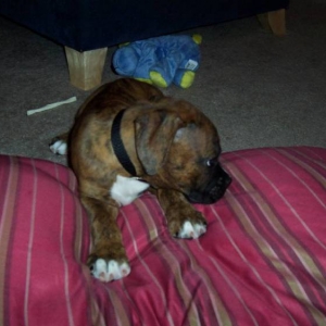puppy coco