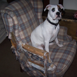 Klyde's Chair