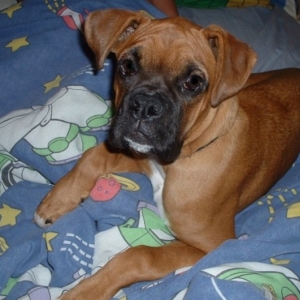 Lewis in bed