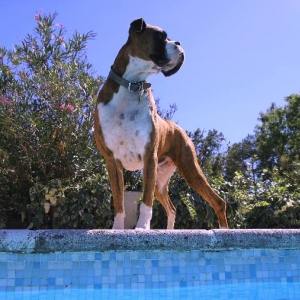 Blue dog