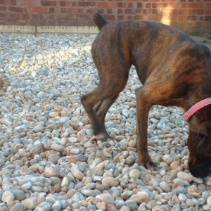 'What happened to all the grass, it must be under here somewhere'