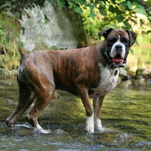 Waterbaby