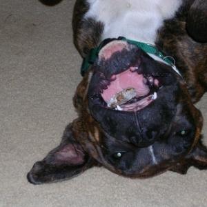 Bat dog