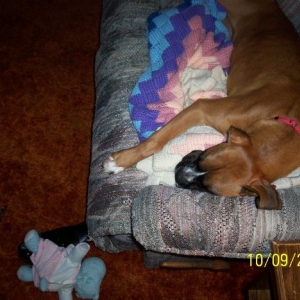 High-Energy Boxer at rest ;)