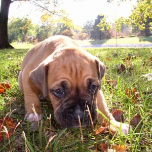 Georgie at 4 weeks old