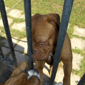 dogue de bordeaux
