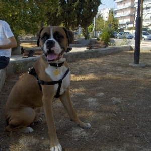 my boxer guy